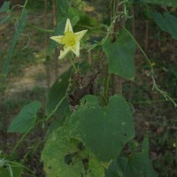 Luffa acutangula (L.) Roxb.